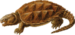 Prehistoric Turtle 1